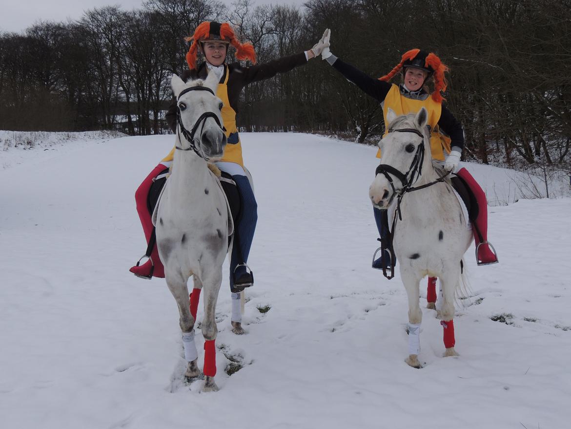 Tysk Sportspony Elina 17 - Par de deux i ABR januar 2013, udklædt som Pippi. Elina er den lille.  billede 3