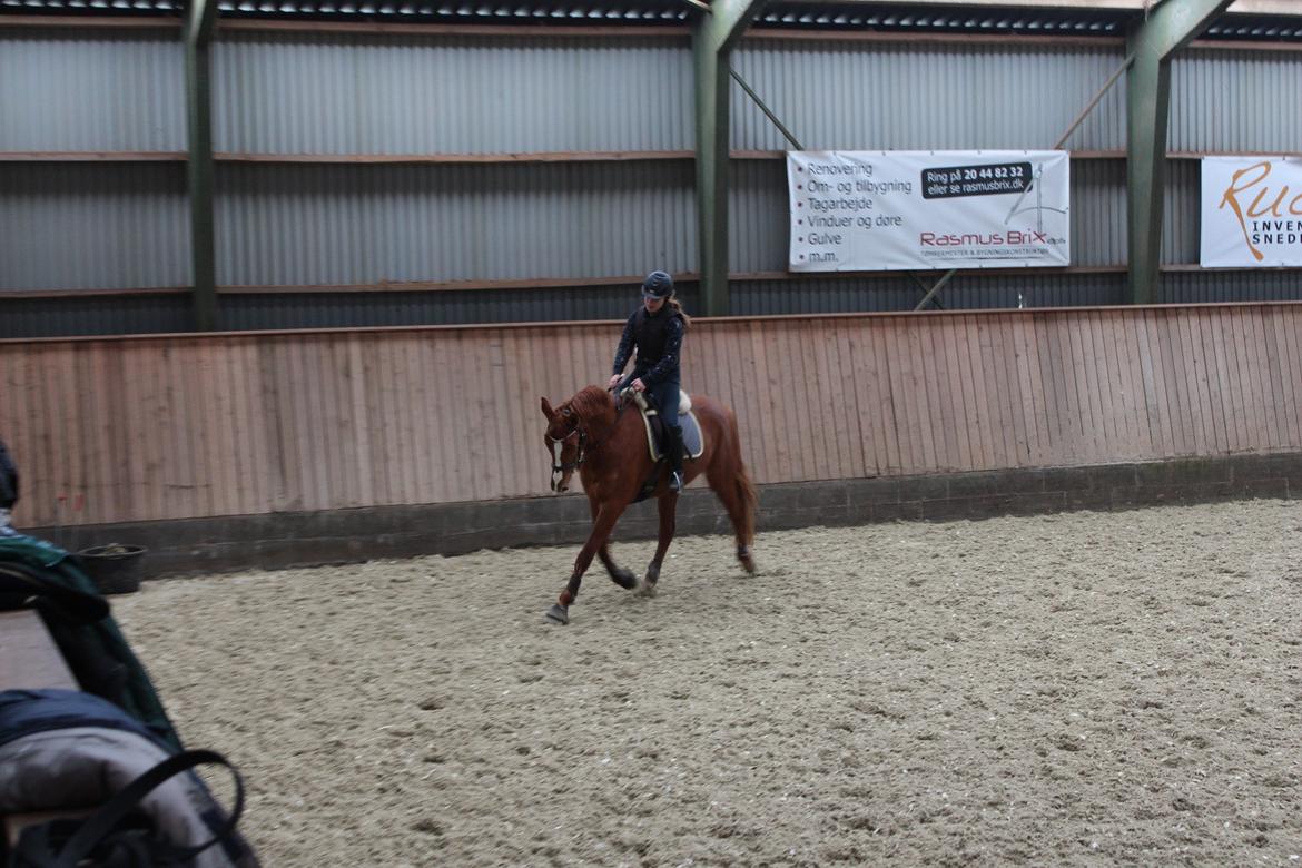 DSP Nørlunds Finette billede 10