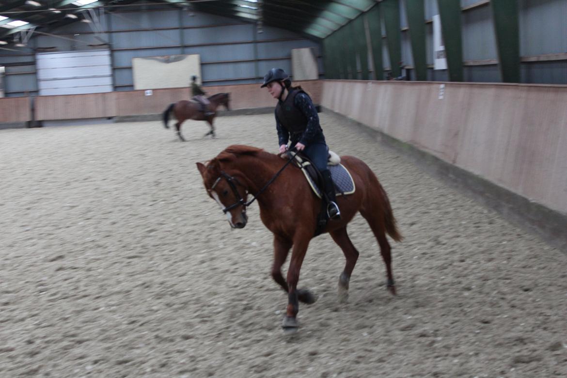 DSP Nørlunds Finette billede 11