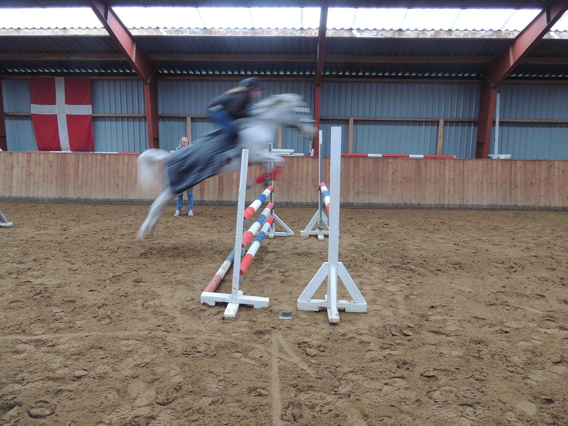 Tysk Sportspony Elina 17 - Springtræning Februar 2013. billedet er lidt sløret men det enneste jeg har indtil nu. billede 4