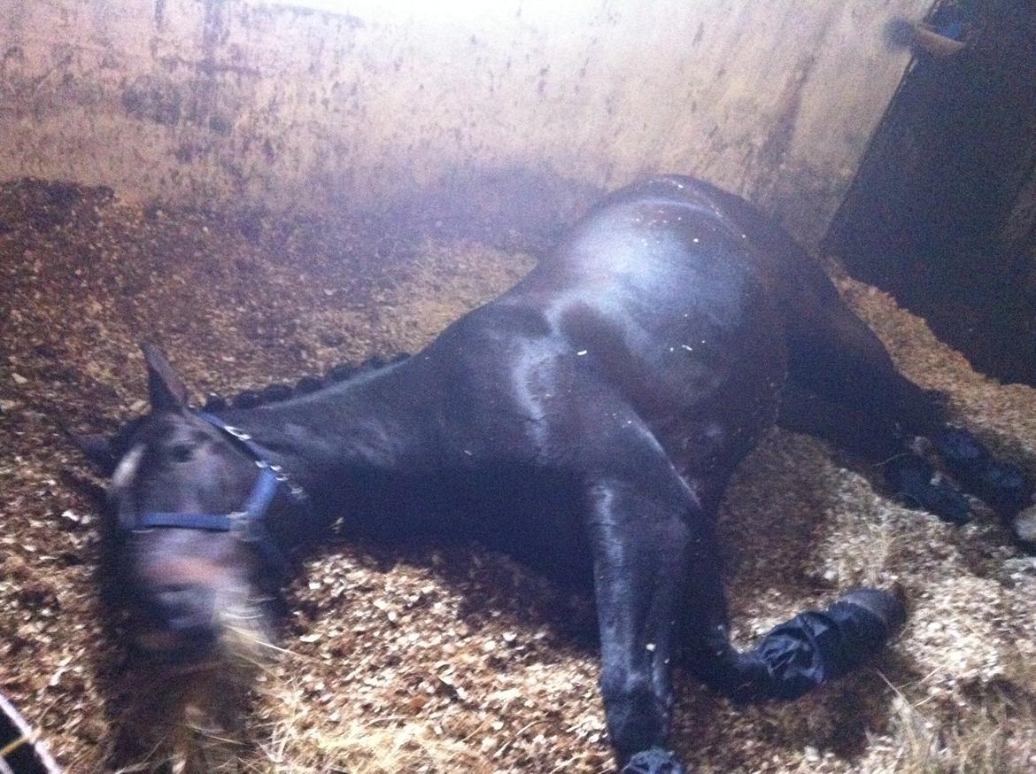 Oldenborg Kirsebærgårdens Lupin - En utrolig træt hest efter et af vores første stævner, han er så træt at han bliver nødt til at ligge ned og spise :-) billede 11