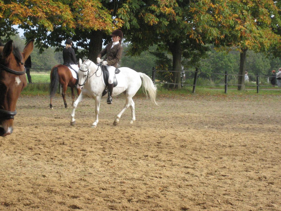 Tysk Sportspony Elina 17 - Elina med min søster til DM i military , opvarmning til dressuren billede 6