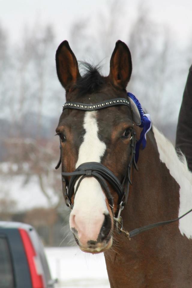 Pinto Svalegårdens Maybelline - Solgt billede 1