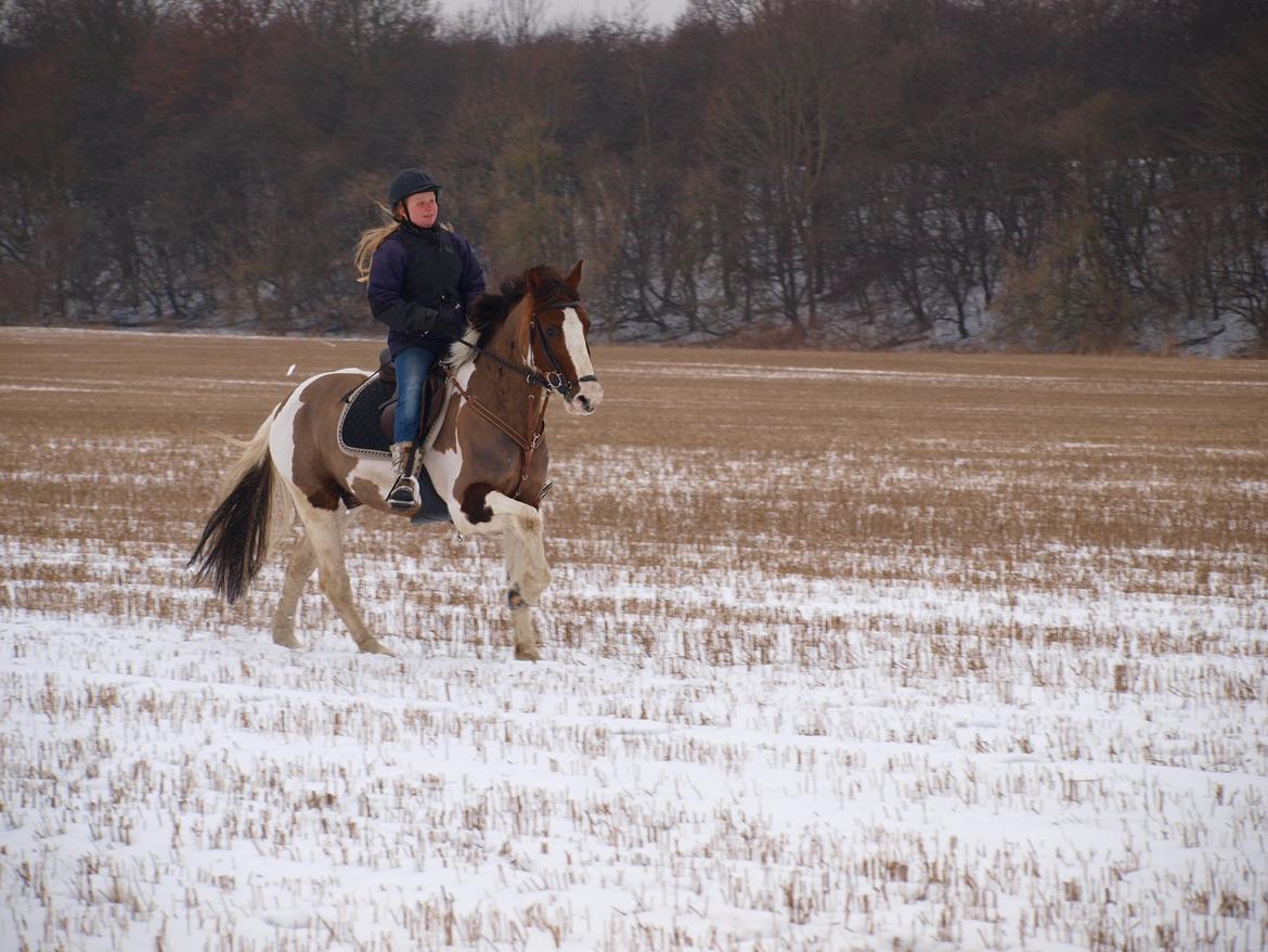 Pinto Handson/Flødebollen<3 billede 24