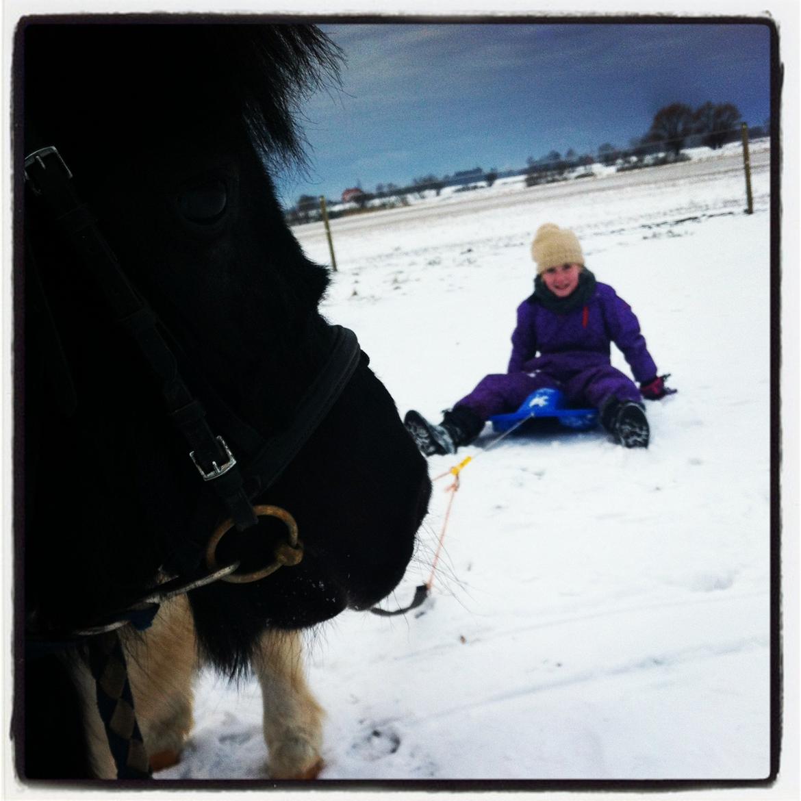Shetlænder Stjernens Indeed *Dittermand* - Kælkning. Januar 2013. billede 2