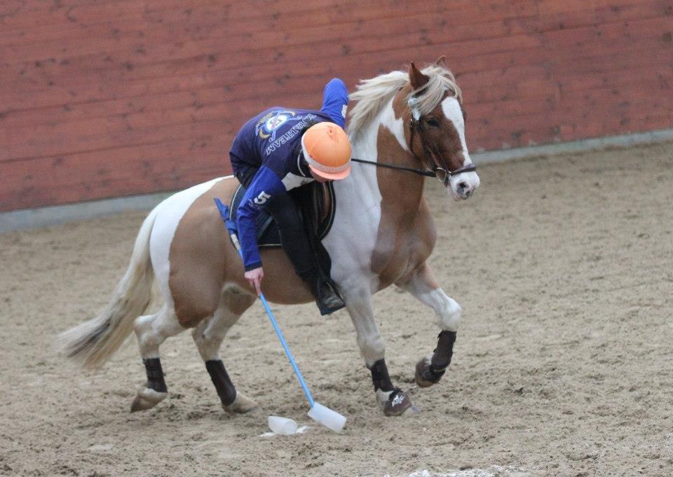 Anden særlig race Royal Rocky billede 17