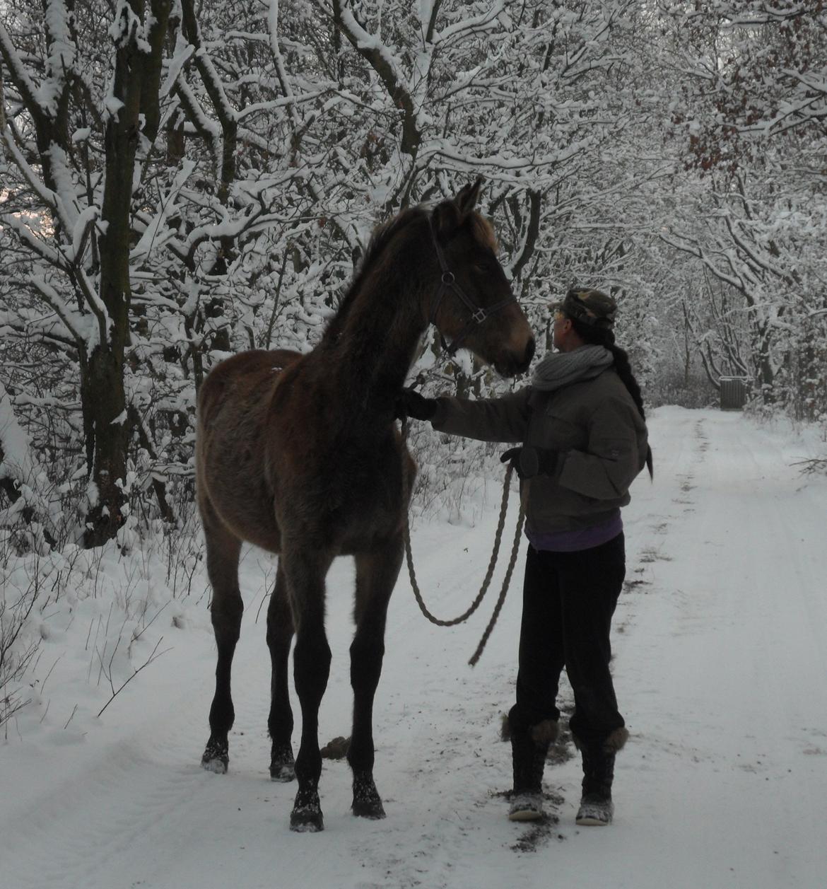 Anden særlig race Klitgaards Maximilian*R.I.P* - Gåtur den 16 Januar 2013 billede 39