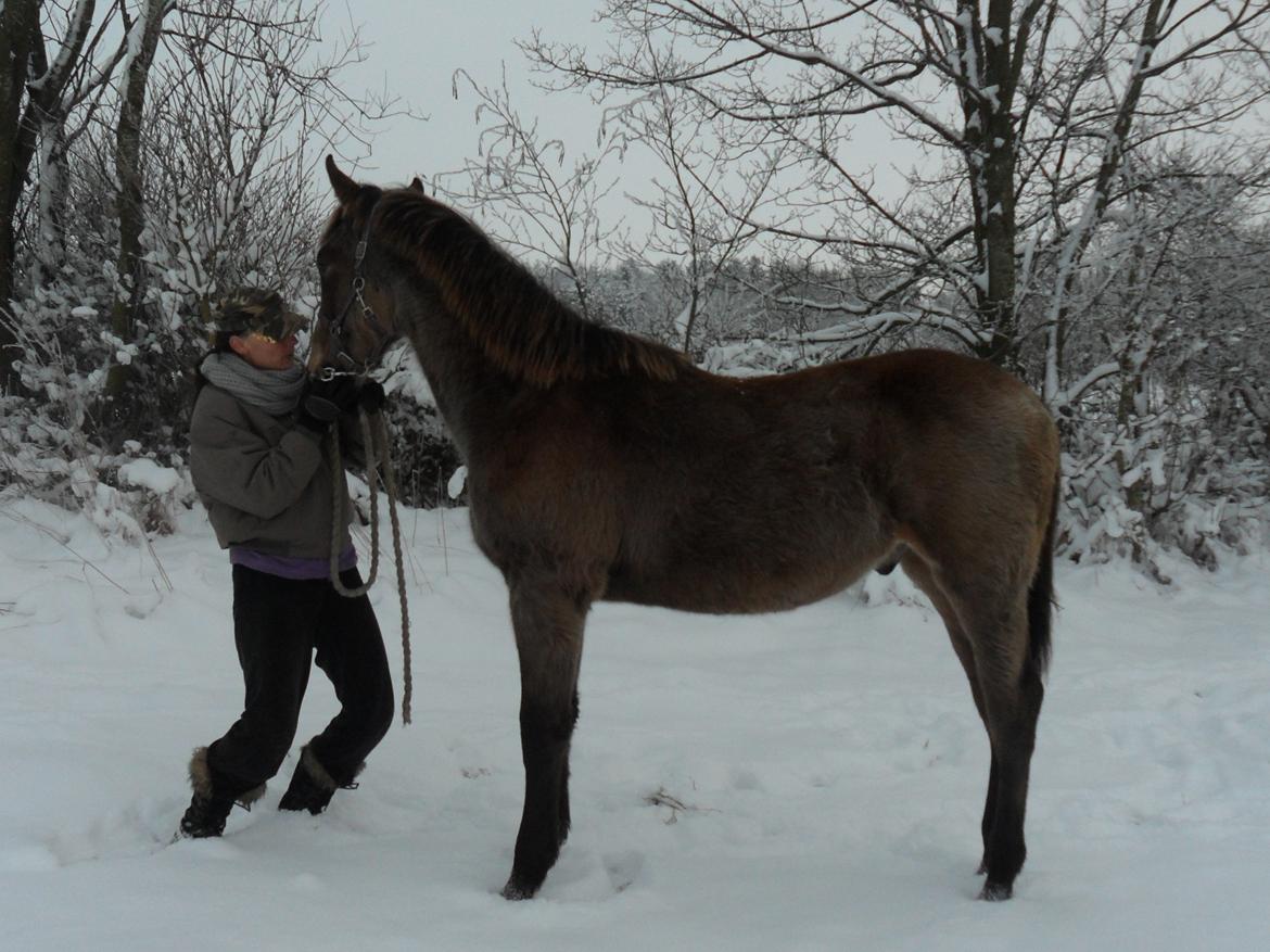 Anden særlig race Klitgaards Maximilian*R.I.P* - Store Bobber får et mulekys efter en god gåtur den 16 Januar 2013 <3 billede 40
