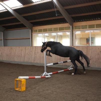 Dansk Varmblod skylight billede 1