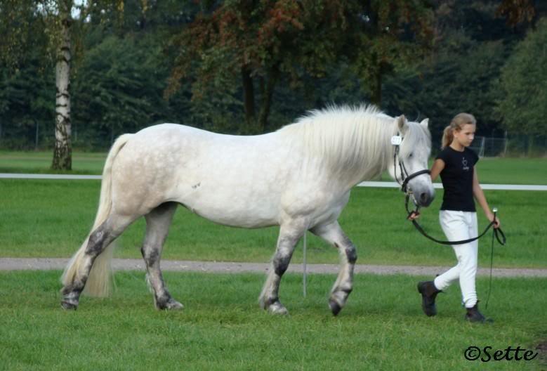 Highland Pony Kira billede 5