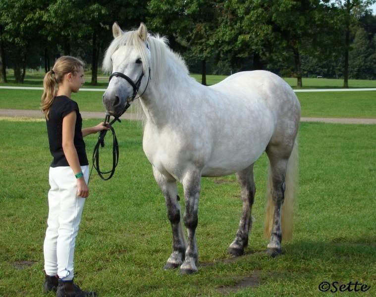 Highland Pony Kira billede 6
