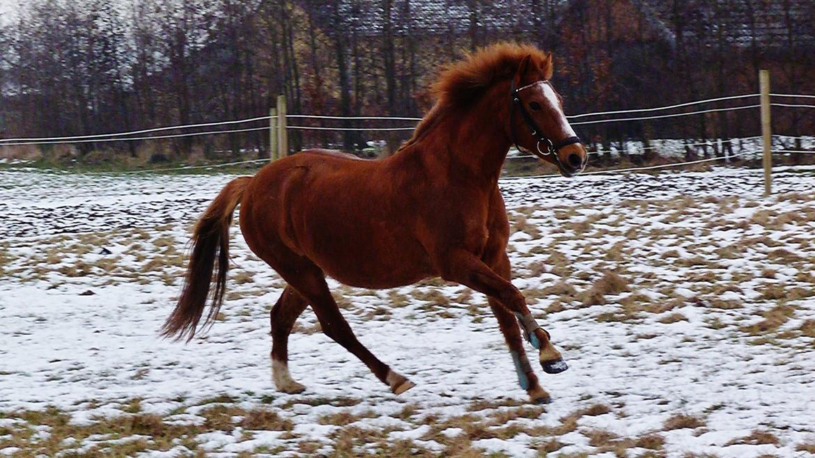 Anden særlig race Holmens Molly<3  *solgt :'S* - whis it, dream it, do it!<3 billede 16