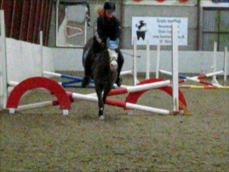 Welsh Pony (sec B) F.H. Bjerregårds Wonder - springtræning den gang han stoppede!<3 men det gør han heldivis ikke mere billede 17