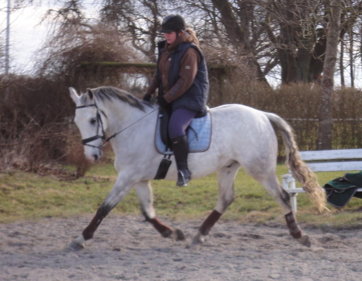 Lipizzaner Maestoso Thais II - Marts 2012 billede 9