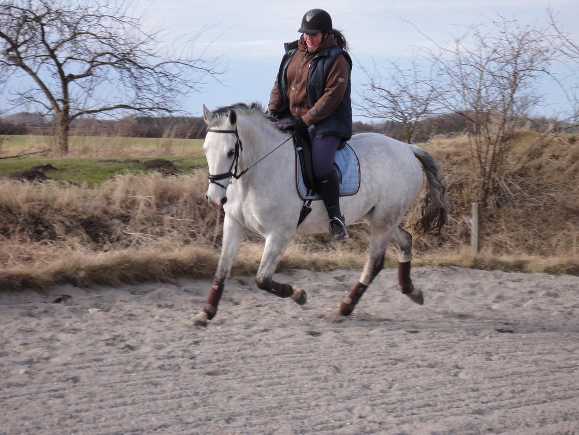Lipizzaner Maestoso Thais II billede 10