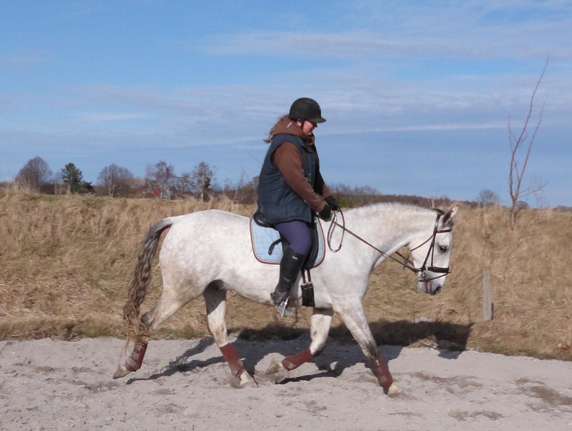 Lipizzaner Maestoso Thais II billede 11