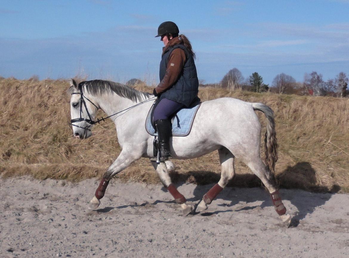 Lipizzaner Maestoso Thais II billede 12