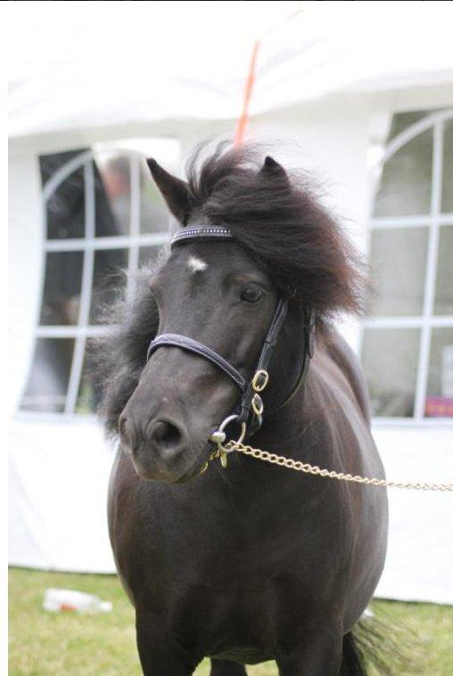 Shetlænder Mosbækmindes Jasmin billede 15