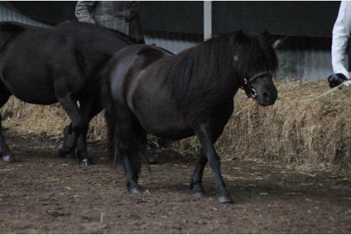 Shetlænder Mosbækmindes Jasmin billede 16
