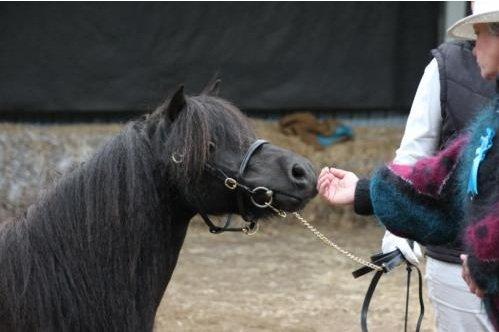 Shetlænder Mosbækmindes Jasmin billede 17
