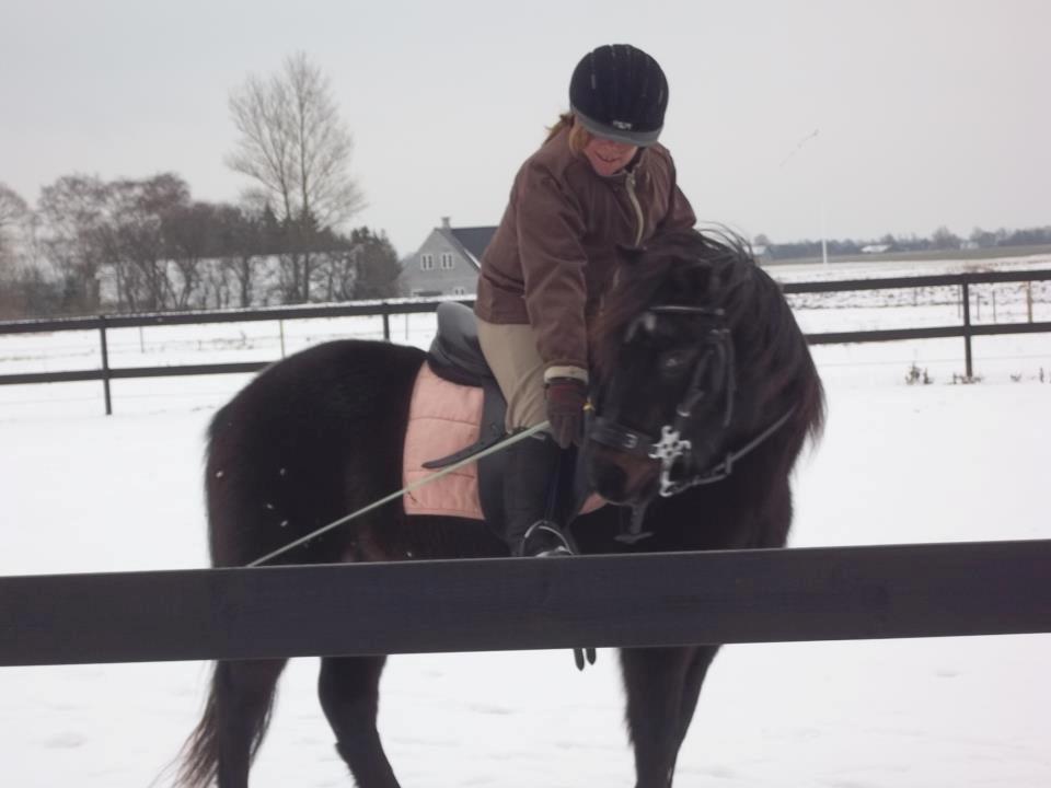Dartmoor perle my soulmate !!!<3*stjerneponyen* - min dejlige pony er så nysgerrig billede 4