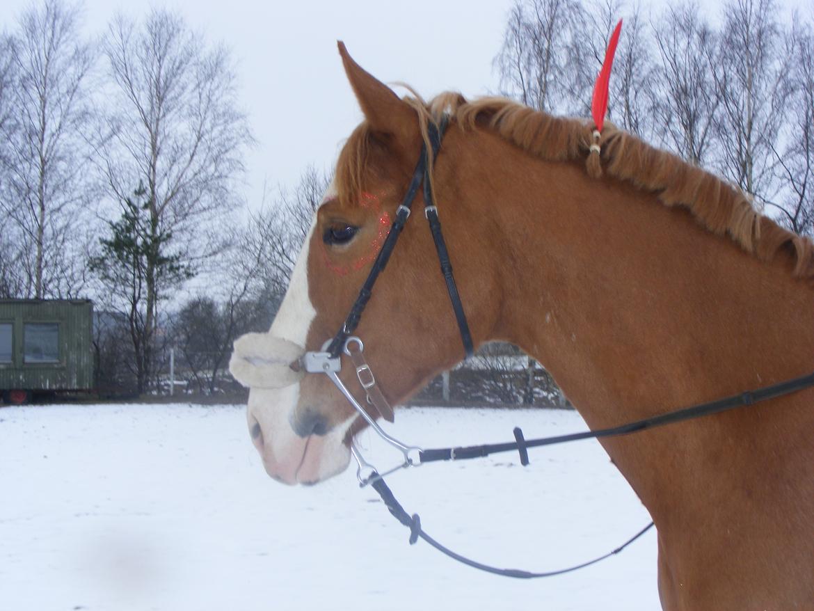 Frederiksborg Burgdorff Gucci <3 - Min smukke Indianer hest <3 billede 19