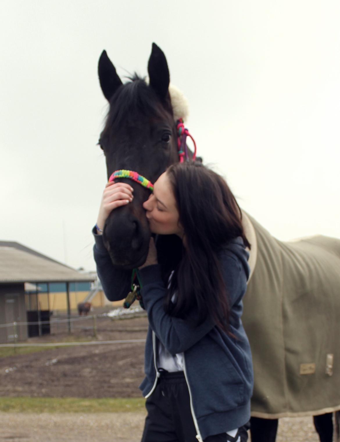 Trakehner Ranette - Prinsesse Nette :-* - møøs møs! jeg elsker dig skat!<3 billede 14