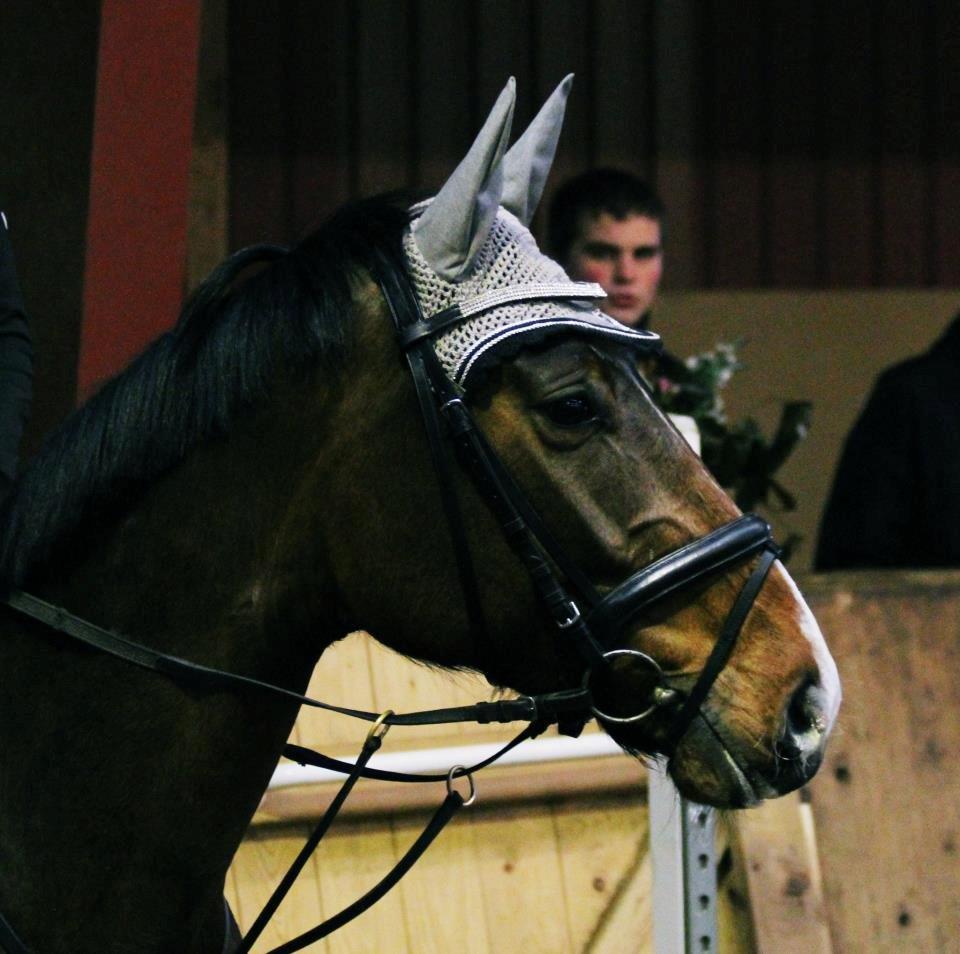 Dansk Varmblod Åen`s April - B - HEST <3. - Min smukke baby! <3 billede 17