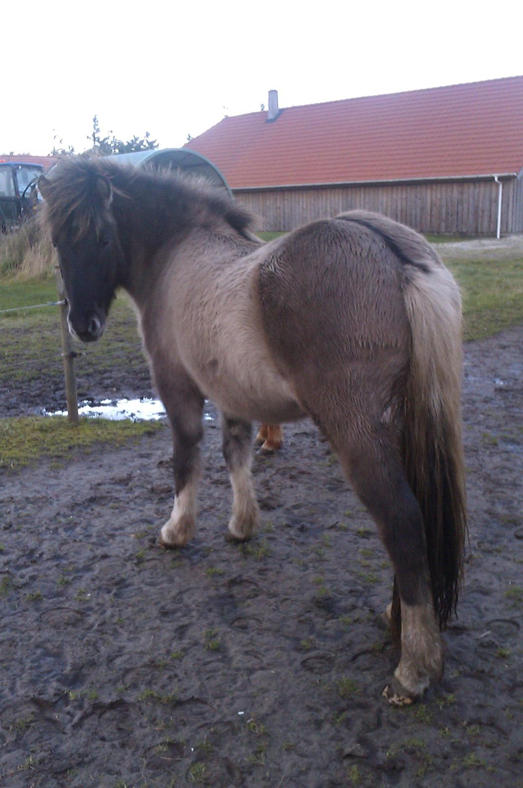 Islænder Fjandi Fra Raabyminde billede 2