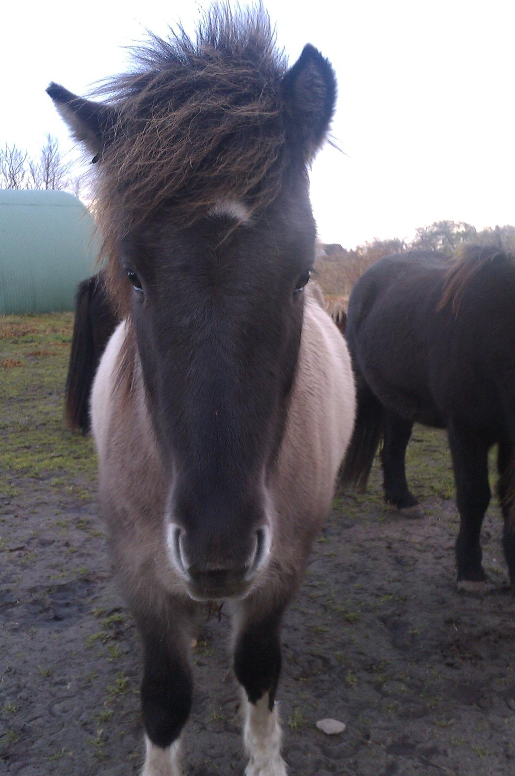 Islænder Fjandi Fra Raabyminde billede 1