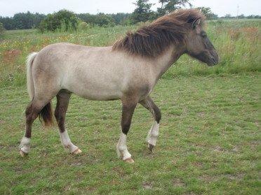 Islænder Fjandi Fra Raabyminde billede 4