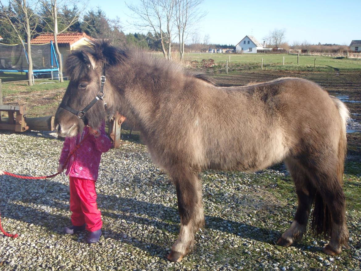 Islænder Fjandi Fra Raabyminde billede 5