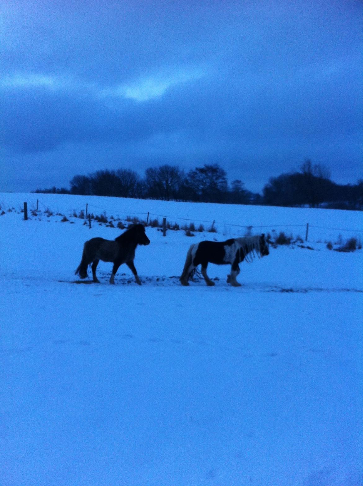 Islænder Fjandi Fra Raabyminde billede 7
