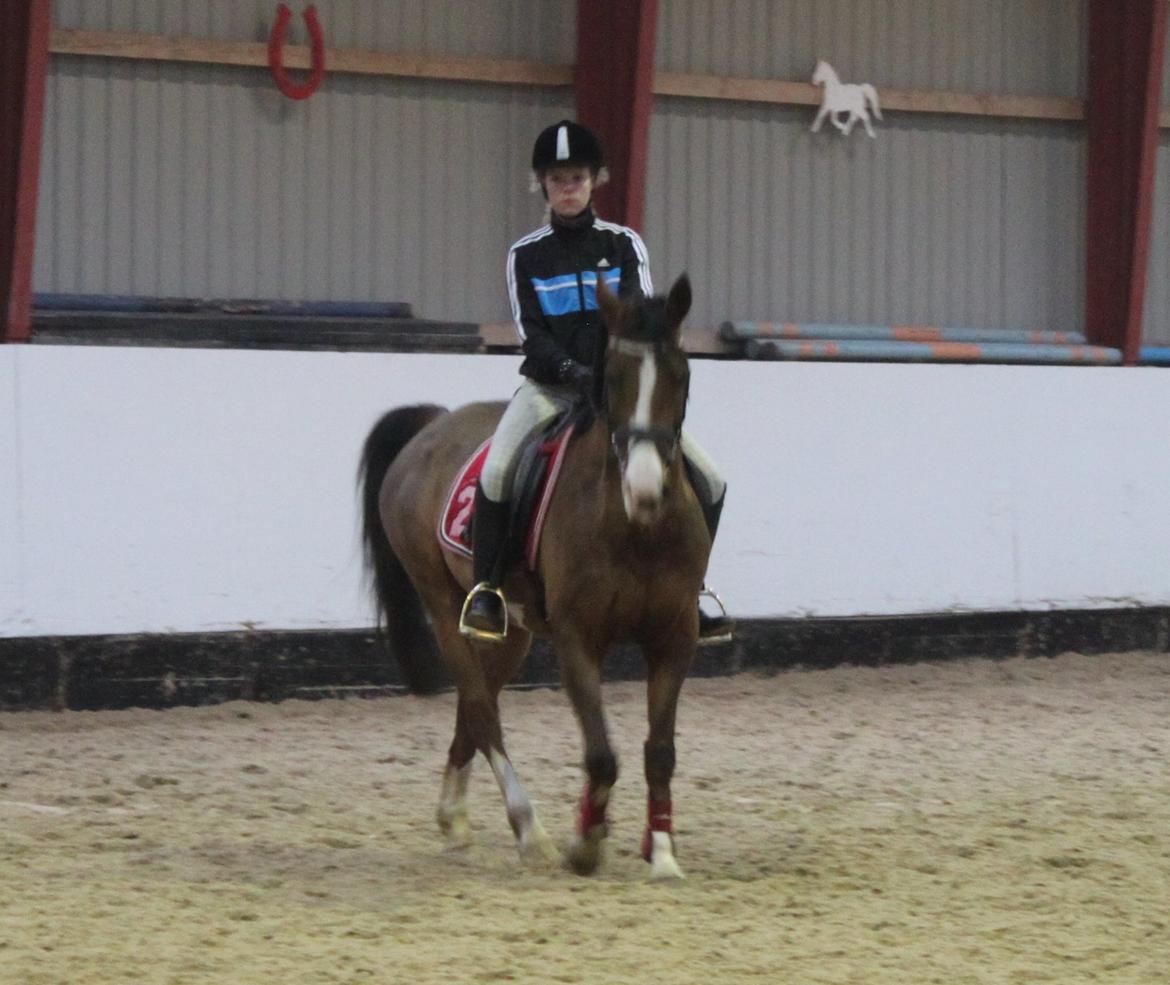 Hollandsk Sportspony Pablo - Pablo d. 17.02.13 billede 3