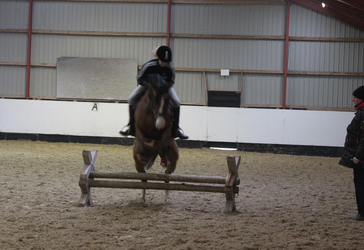 Hollandsk Sportspony Pablo - Pablo d. 17.02.13 billede 14