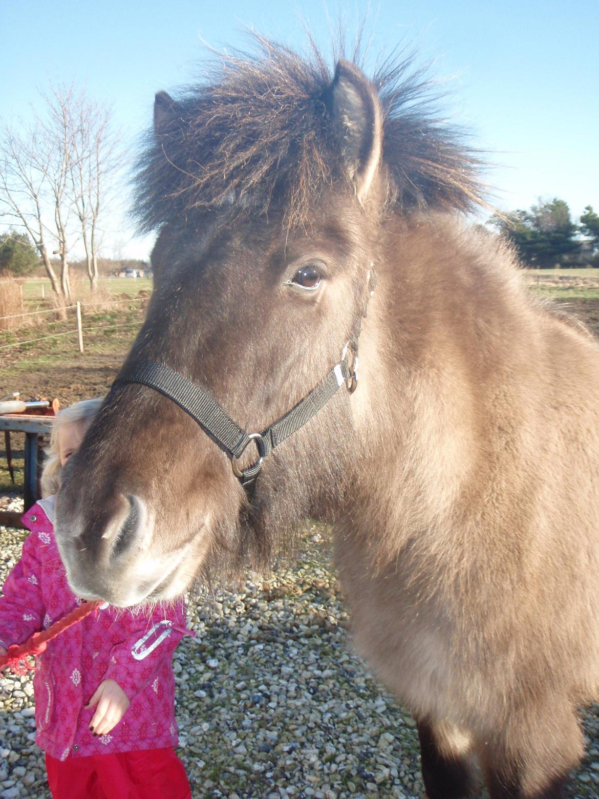 Islænder Fjandi Fra Raabyminde billede 6