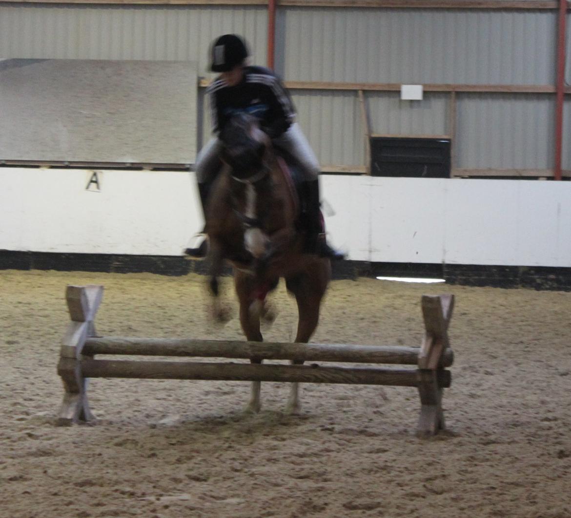 Hollandsk Sportspony Pablo - Pablo d. 17.02.13 billede 9