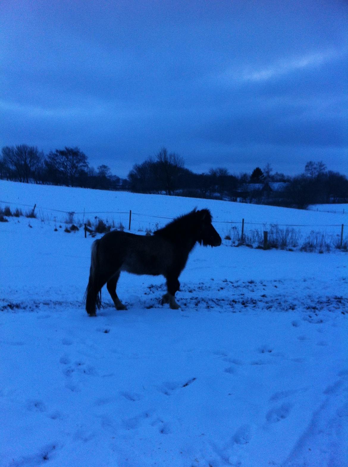 Islænder Fjandi Fra Raabyminde billede 8