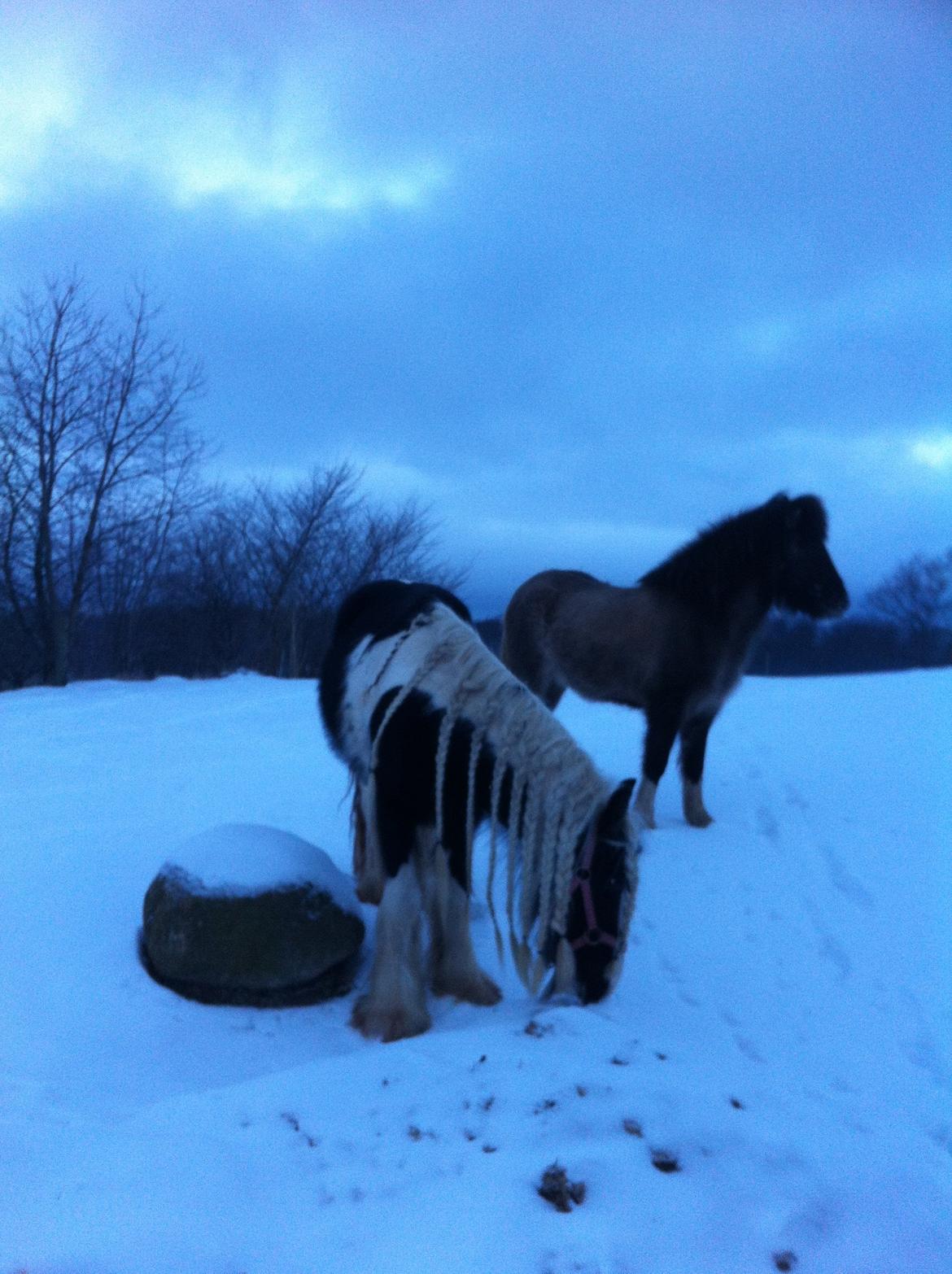 Islænder Fjandi Fra Raabyminde billede 9