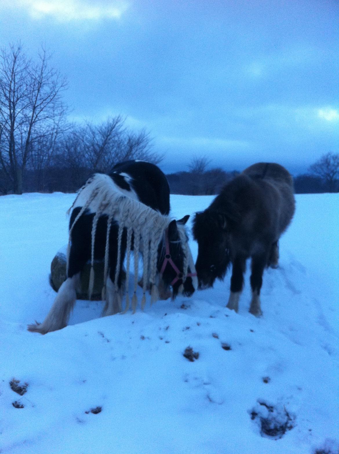 Islænder Fjandi Fra Raabyminde billede 10