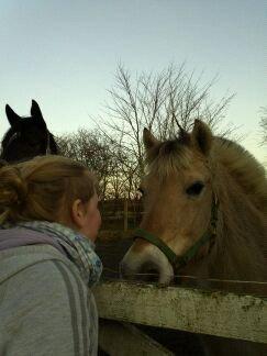 Fjordhest Fjarlar billede 7