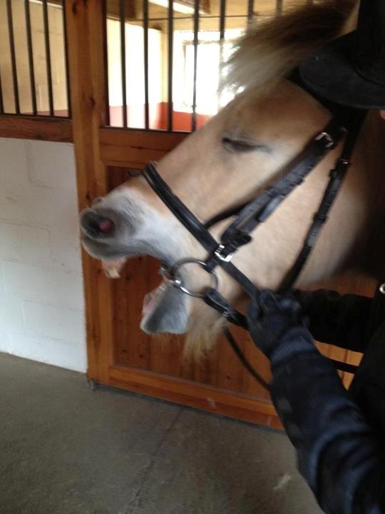 Fjordhest Fjarlar billede 8