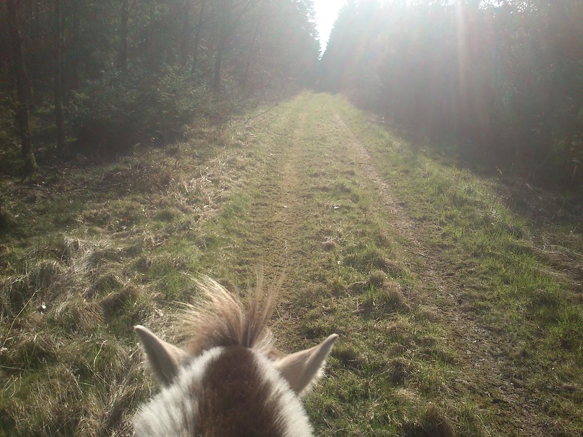 Fjordhest Fjarlar billede 9