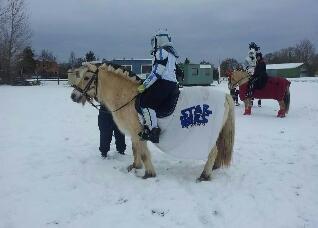 Fjordhest Fjarlar billede 10