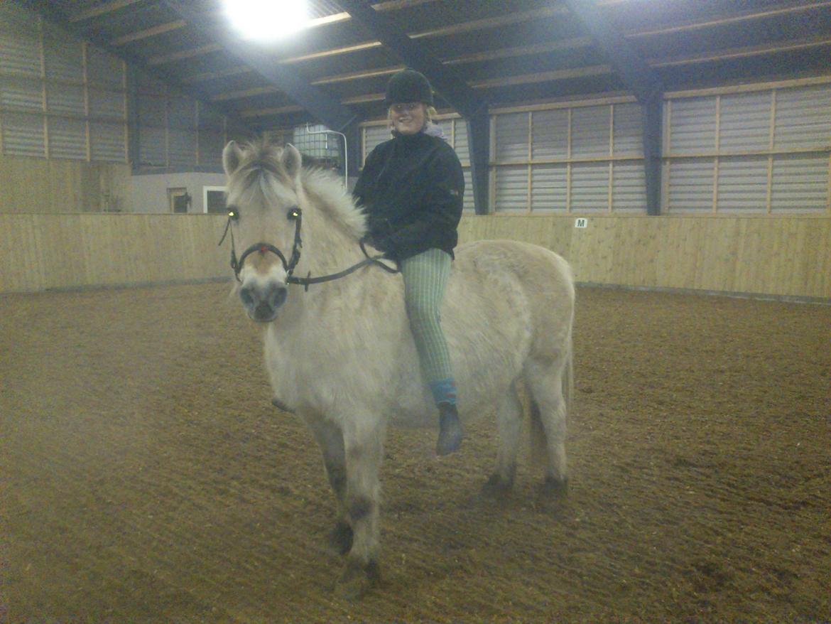 Fjordhest Fjarlar billede 11