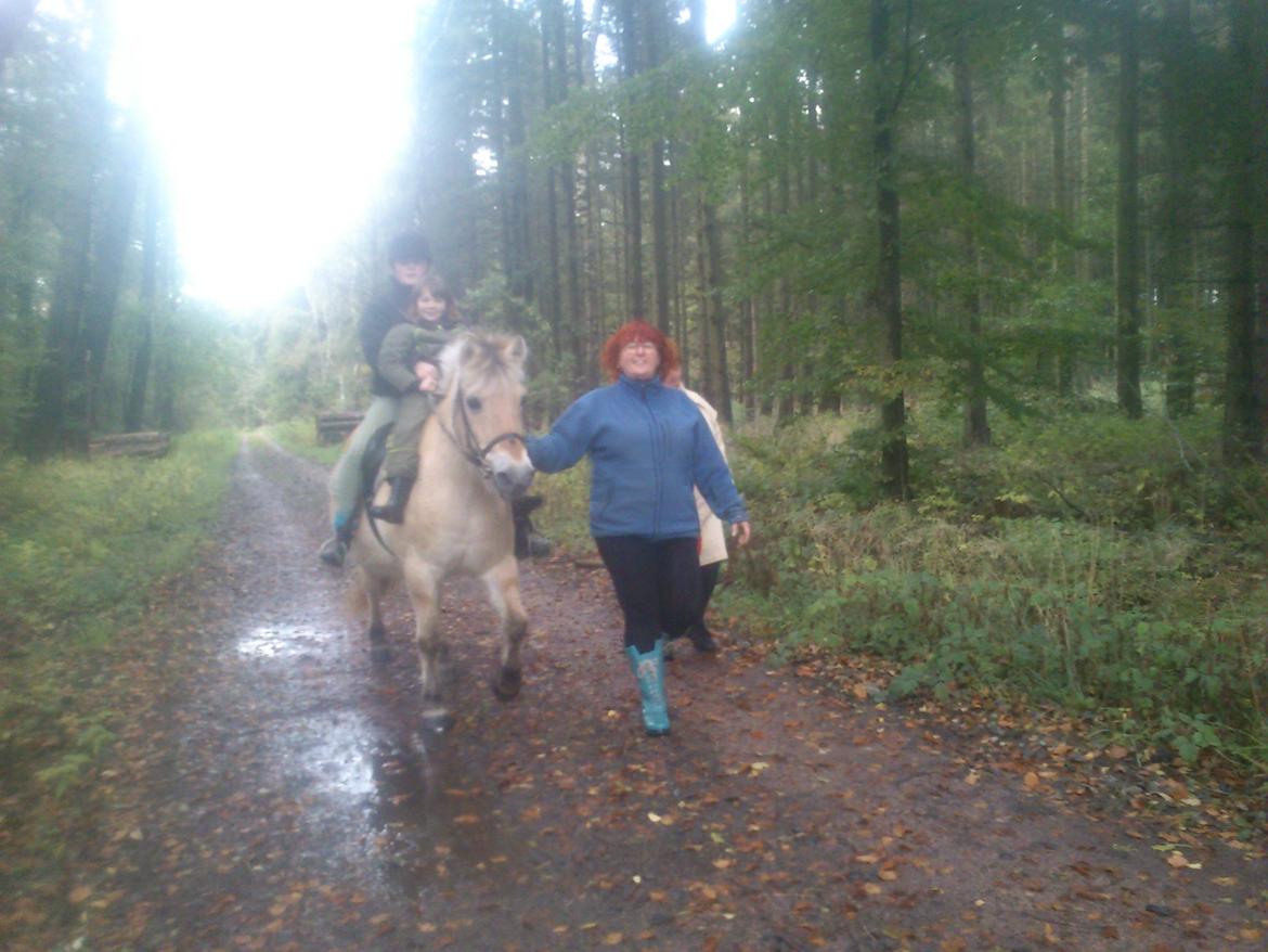 Fjordhest Fjarlar billede 12
