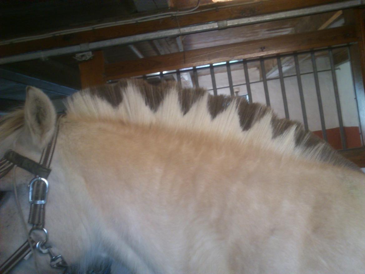 Fjordhest Fjarlar billede 14