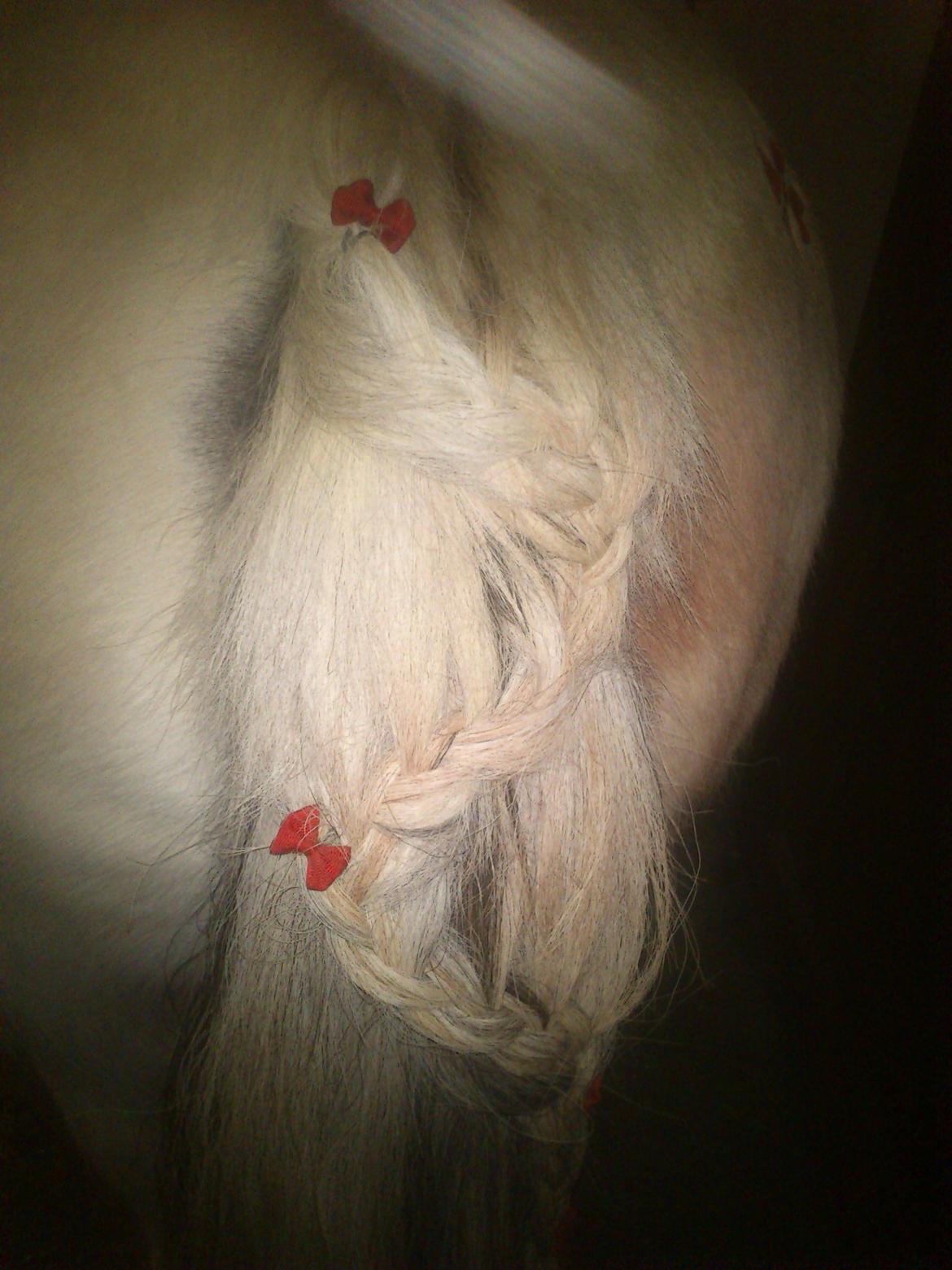 Fjordhest Fjarlar billede 15