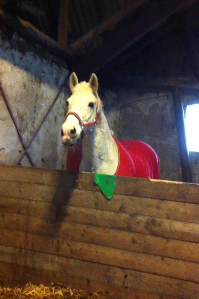 Pinto Marcia<3(Divaen<3) - Elsker dig mus!<3 billede 5