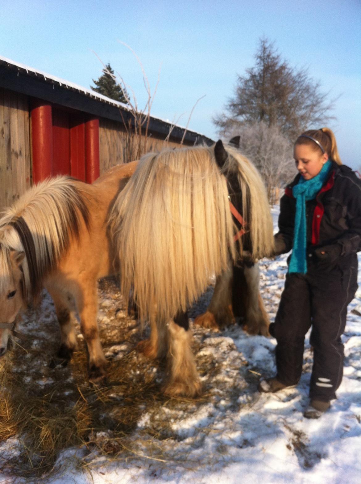 Tinker Agerhøjs  Van Thyra - 99cm lang man og 80 cm lang pandelok og en hale så tyk som rundetårn er et
et fuldtidsarbejde at holde. billede 16